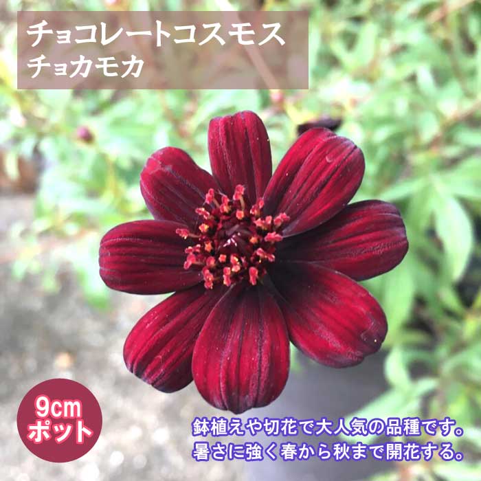 花苗 苗 チョコレート コスモス チョカモカ 開花期が長い 分岐性が良い