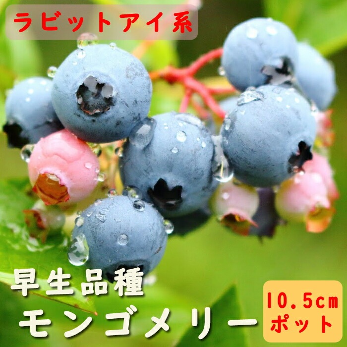 ブルーベリー 苗木 ラビットアイ系 モンゴメリー 10.5cmポット 早生