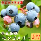 �֥롼�٥꡼ ���� ��ӥåȥ����� ��󥴥�꡼ 10.5����ݥå� �����ʼ� �̼� ���̼� berry ��� �����ǥ˥� ��������