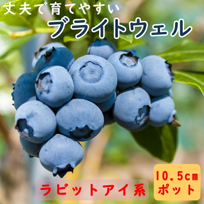 ブルーベリー 苗木 ラビットアイ系 ブライトウェル 10.5cm