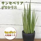 󥻥٥ꥢ ڥ饷ꥹ տʪ ͵ 9cmݥå ȭդ 󥹥٥ꥢ  ˶ Ƥ䤹  ӥ ǥ