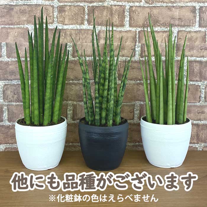 サンセベリア 【グラシリス】 観葉植物 人気 9cmポット 化粧鉢付き