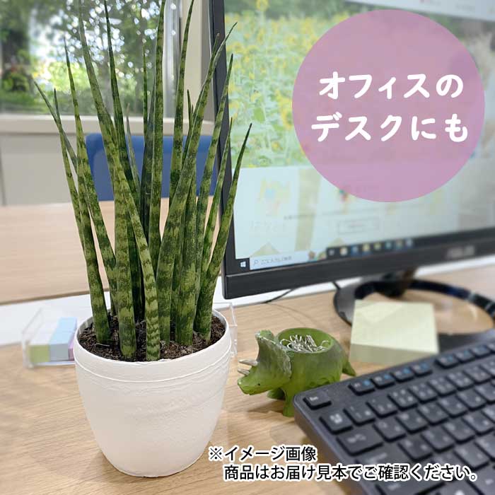 サンスベリア　ミカド　苗　多肉植物　サンセベリア　花卉・園芸 サンセベリア 【ファンウッド・ミカド】 観葉植物 人気 9cmポット 化粧