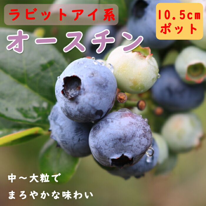 ブルーベリー 苗木 ラビットアイ系 オースチン 10.5cmポット