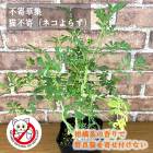 �� �ϡ��֤ι�� �ͥ���餺 9cm�ݥå� �Դ��� ǭ�Դ� ǭ���� ��褱 �Ѵ��� ǭ�������뿢ʪ �Ѿ��� �ϥ�����