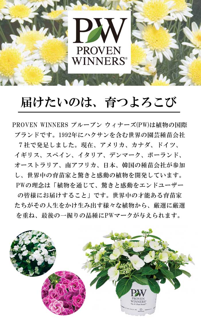 花苗 スーパーゼラニウム チャンピオン レッド 長期開花 多年草 半耐寒