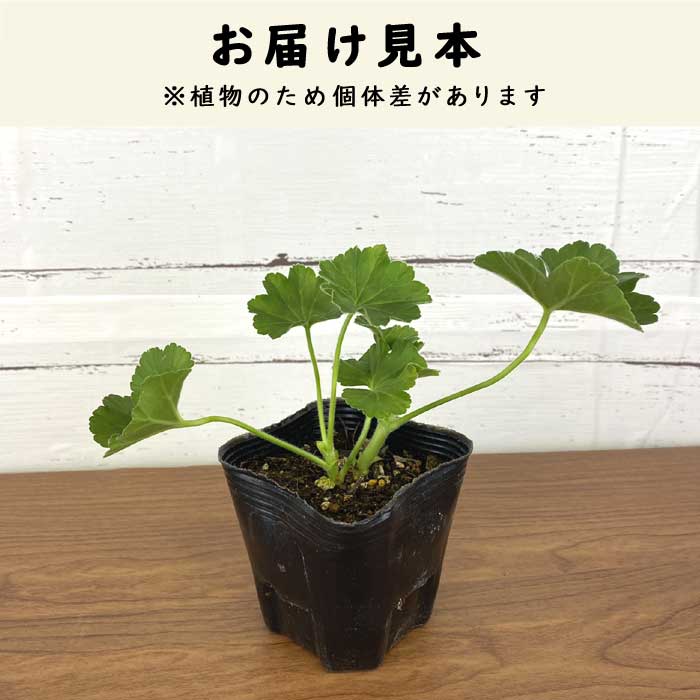 花苗 スーパーゼラニウム チャンピオン レッド 長期開花 多年草 半耐寒