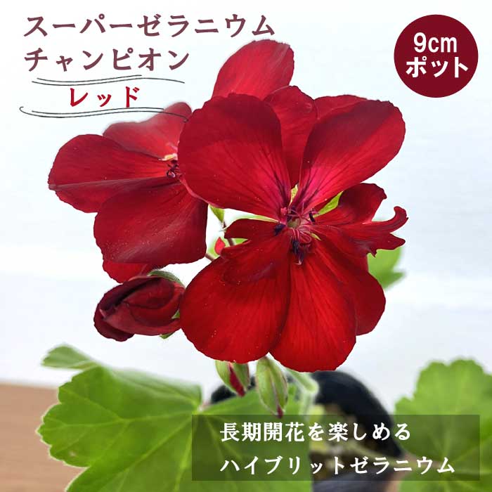 花苗 スーパーゼラニウム チャンピオン レッド 長期開花 多年草 半耐寒