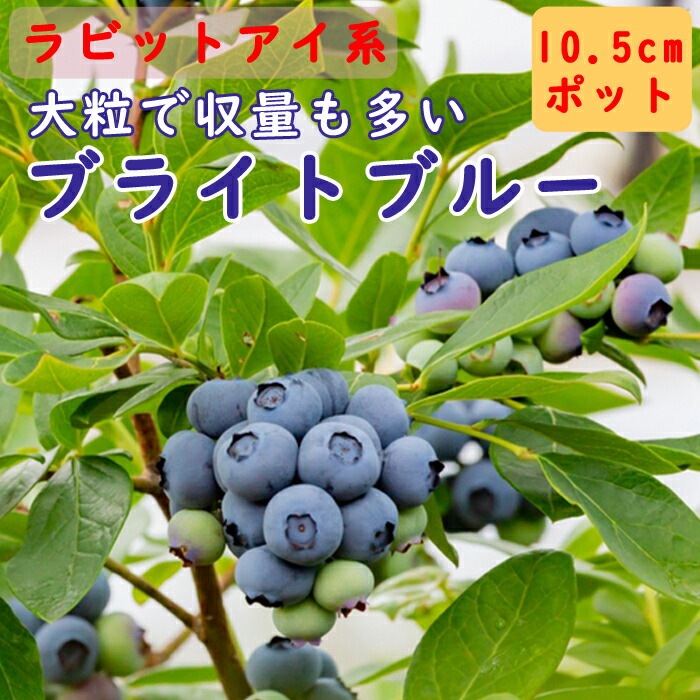 ブルーベリー 苗木 ラビットアイ系 ブライトブルー 10.5cmポット 小