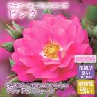 �ե������ڥåȥ����� �ԥ� �Х� �� ������ 10.5��� ��Ƥ䤹�� �µ��˶��� �����ɥ��С� �Х��� ��