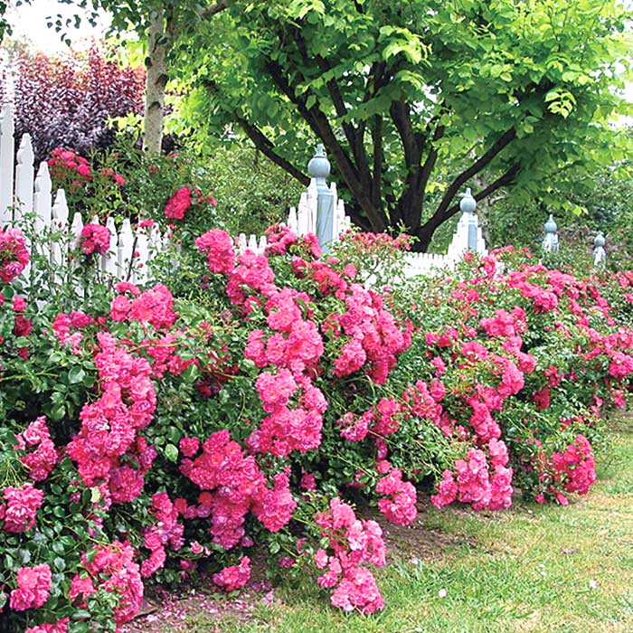 フランフラン バラ ピンク　ローズ　絨毯 フランフラン バラ ピンク ローズ 絨毯 フランフラン バラ