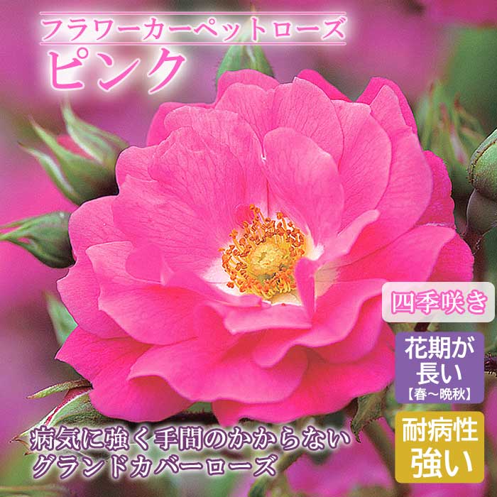 フラワーカーペットローズ ピンク バラ 苗 ローズ 10.5cm 育てやすい