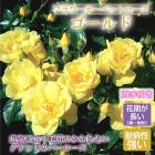 �ե������ڥåȥ����� ������� �Х� �� ������ 10.5��� ��Ƥ䤹�� �µ��˶��� �����ɥ��С� �Х���