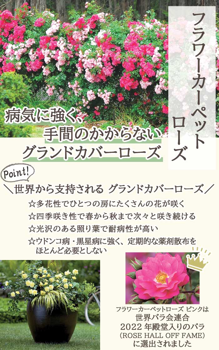 フラワーカーペットローズ ゴールド バラ 苗 ローズ 10.5cm 育て