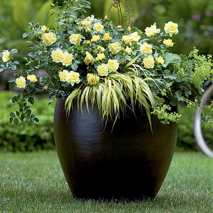 フラワーカーペットローズ ゴールド バラ 苗 ローズ 10.5cm 育て