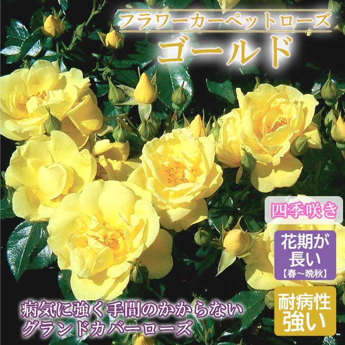 フラワーカーペットローズ ゴールド バラ 苗 ローズ 10.5cm 育て