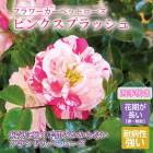 �ե������ڥåȥ����� �ԥ󥯥��ץ�å��� �Х� �� ������ 10.5��� ��Ƥ䤹�� �µ��˶��� �����ɥ��С�