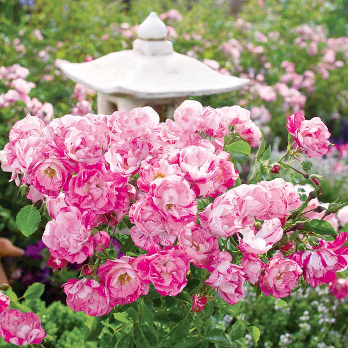 フラワーカーペットローズ ピンクスプラッシュ バラ 苗 ローズ