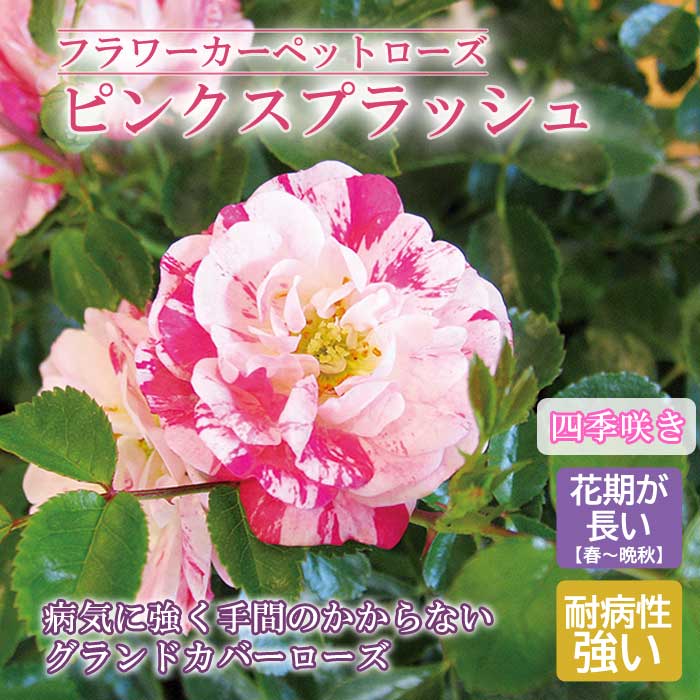 10月上旬より発送・早割】フラワーカーペットローズ ピンク