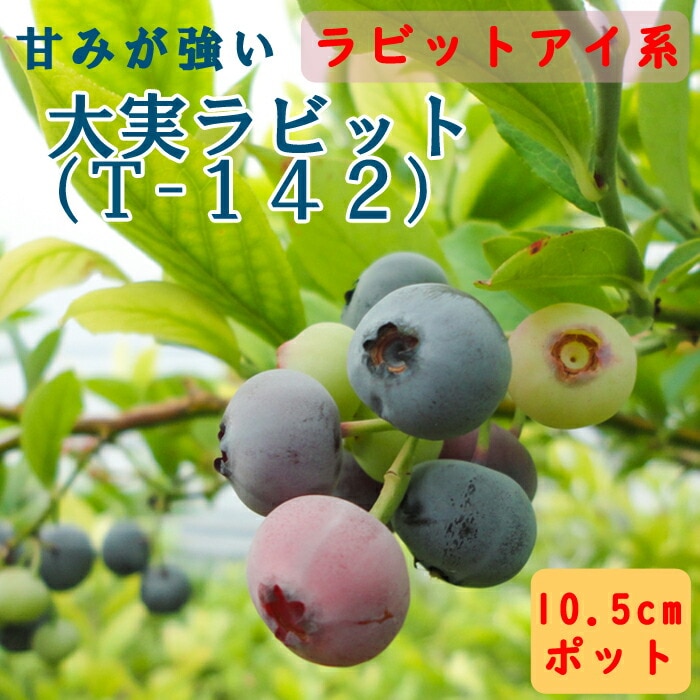ブルーベリー 苗木 ラビットアイ系 大実 ラビット（T-142