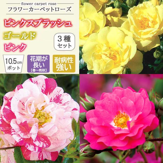 フラワーカーペットローズ 3種セット 10.5cm ピンク ゴールド ピンク