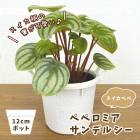 �������ڥ� �� �ڥڥ��ߥ� ����ǥ륷�� �� 12cm�ݥå� �ߥ˥����� ����ƥʷ� ���տ�ʪ ������� ���� ������ ����ƥꥢ ������������