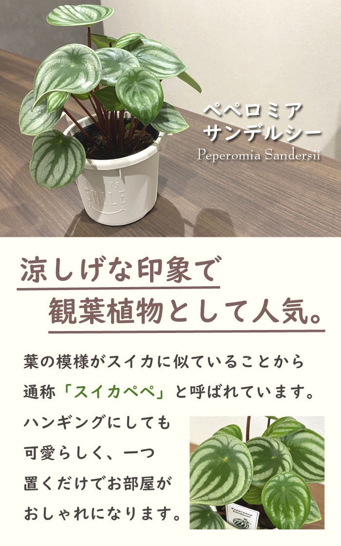 スイカペペ 【 ペペロミア サンデルシー 】 12cmポット ミニサイズ