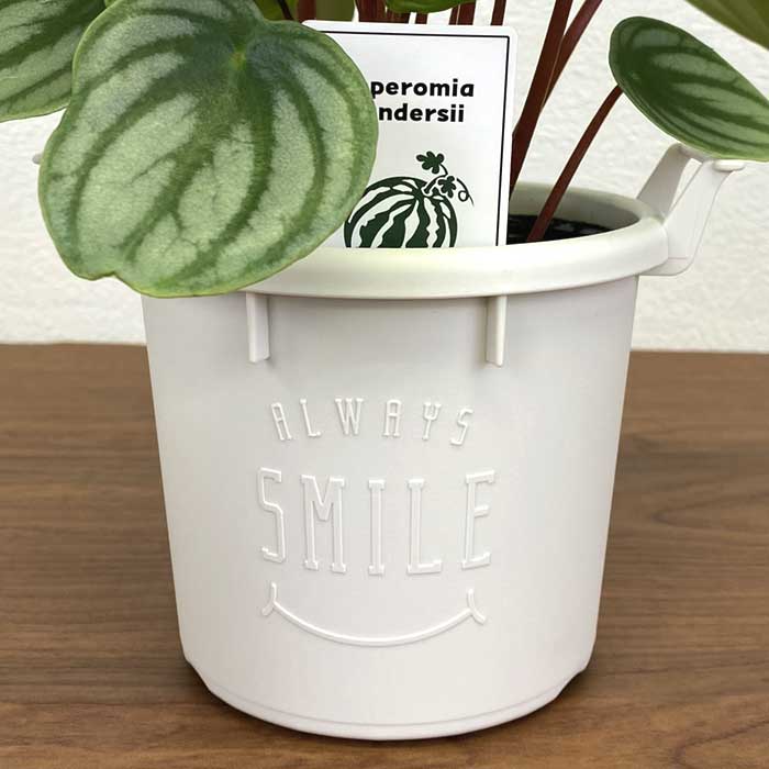 スイカペペ 【 ペペロミア サンデルシー 】 12cmポット ミニサイズ