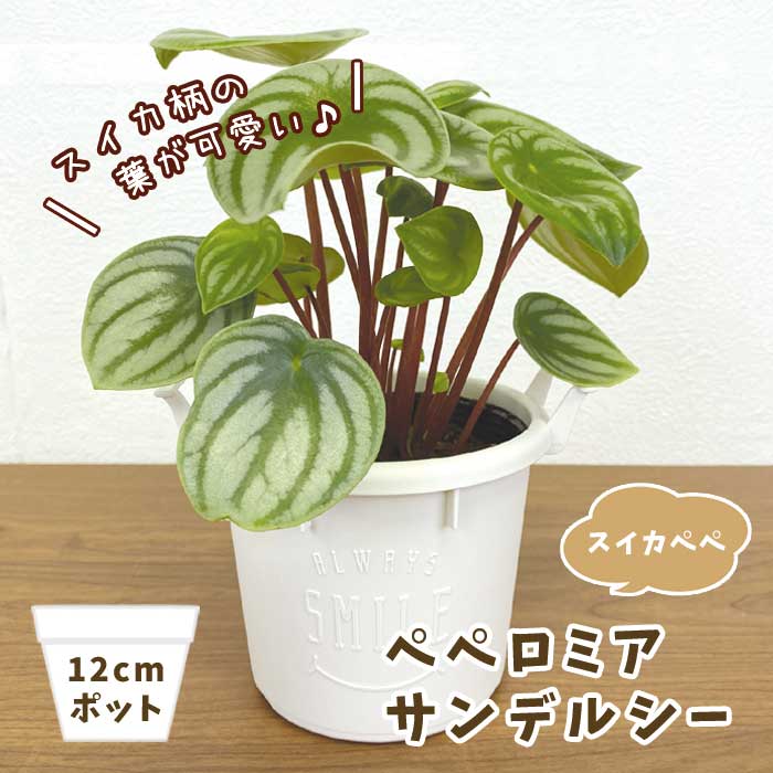 スイカペペ 【 ペペロミア サンデルシー 】 12cmポット ミニ