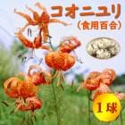 �����˥�� �� ���� ɴ�� �� �庬 1�� ����ɴ�� ���� ������ �߿��� ɴ�纬 Lily ��꡼ ��� �֤�����