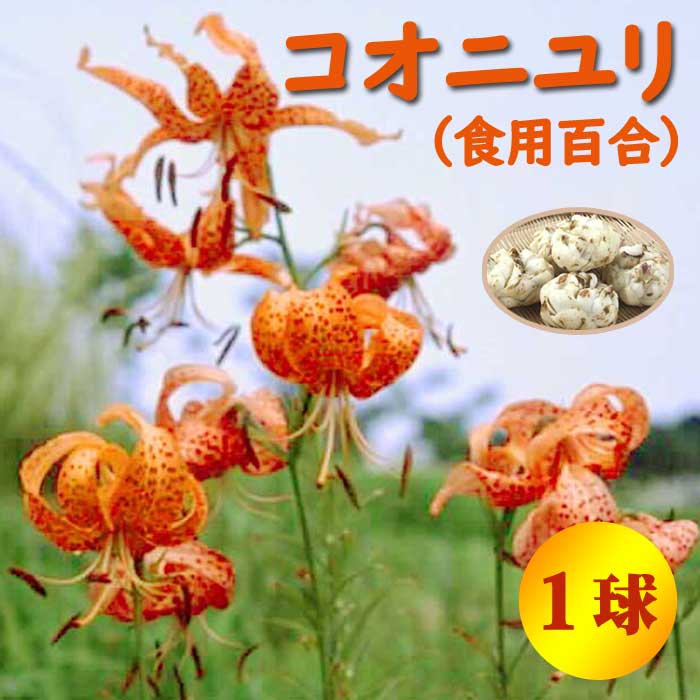 コオニユリ （ 食用 百合 ） 球根 1球 小鬼百合 ゆりね 秋植え 冬植え