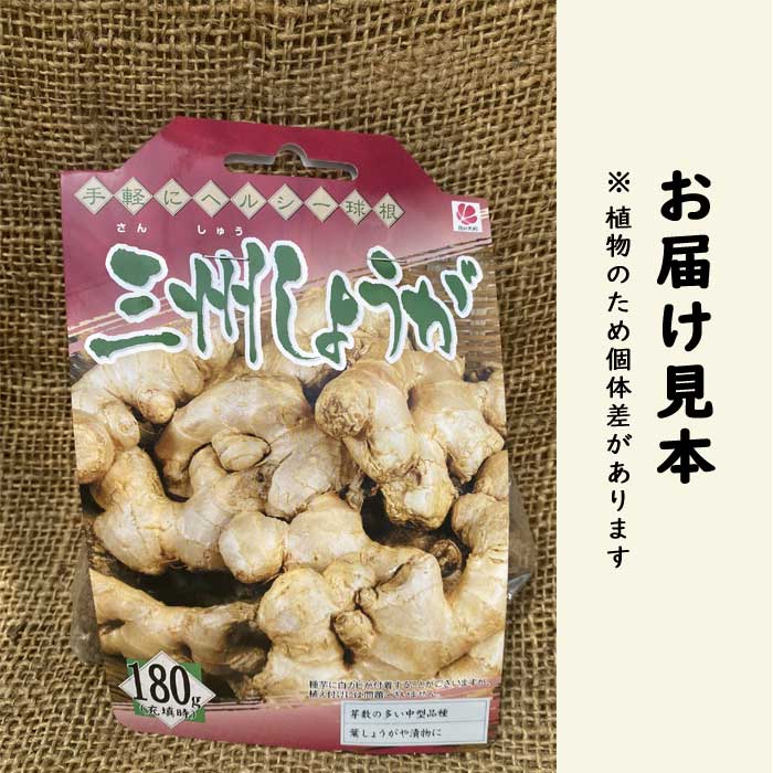種 生姜 【 三州 しょうが 約180g】 種球根 千葉県産 国産 希少