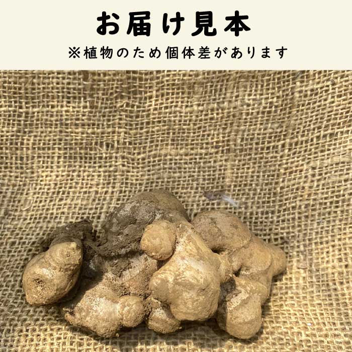 種 生姜 【 三州 しょうが 約180g】 種球根 千葉県産 国産 希少