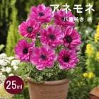 ��10�����ܤ��ȯ�������� ���ͥ�� �� Ȭ�ź餭 �� �� �庬 25ml �ԥ� ������ �ץ�󥿡����� ���� �֤�����