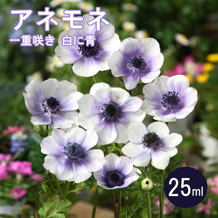 10月上中旬より発送・早割】 アネモネ 【 一重咲き 白に青 】 球根 
