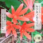 �ꥳ�ꥹ ���ĥͥΥ��ߥ��� �庬 1�� �ҥ���Х� ��߲� �ؼ�� �ޤ󤸤夷�㤲 �ƿ��� ���餭 �֤�����