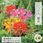 �ꥳ�ꥹ �庬 ���� 4�� �� ������ �� �ҥ���Х� ��߲� �ؼ�� �ޤ󤸤夷�㤲 �ƿ��� ���餭 �֤�����