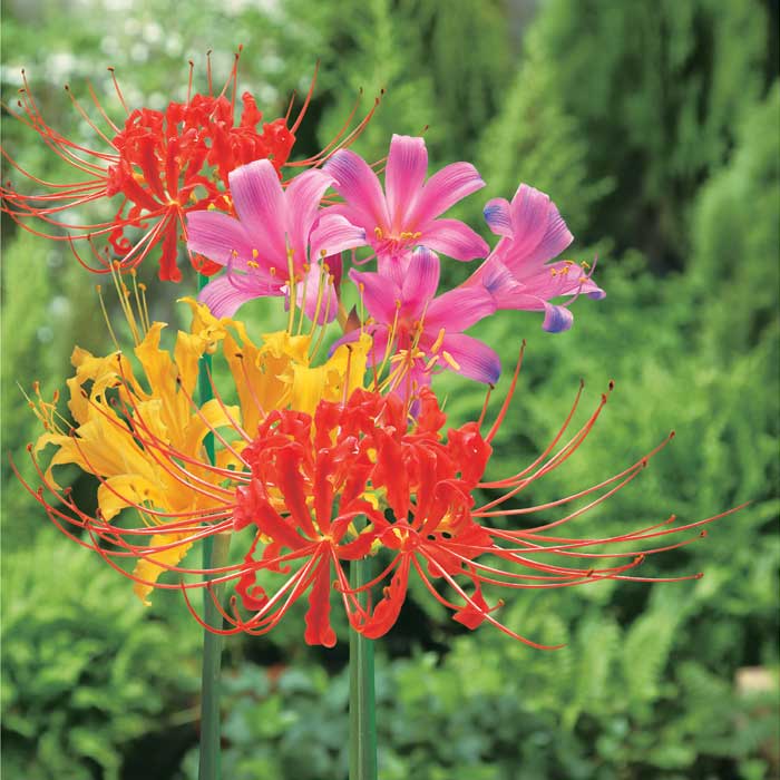 リコリス 球根 混合 4球 【 お徳用 】 ヒガンバナ 彼岸花 曼珠沙華