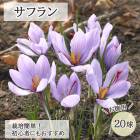 ���ե�� �庬 20�� ������ ��ʤ� �ڤʤ� �ǤⳫ�� ��ñ �鿴�Ը��� ��Ƥ䤹�� �ƿ��� ���餭 saffron �֤�����