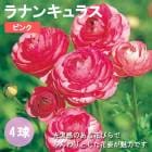 ��ʥ󥭥�饹 �庬 �� �ԥ� ��4�� ������ �󤻿��� �����ǥ˥� ��� ȭ���� �֤�����