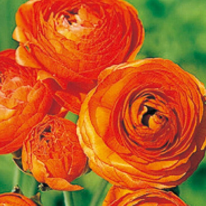 ラナンキュラス 球根 【 オレンジ 】4球 秋植え 寄せ植え ガーデニング