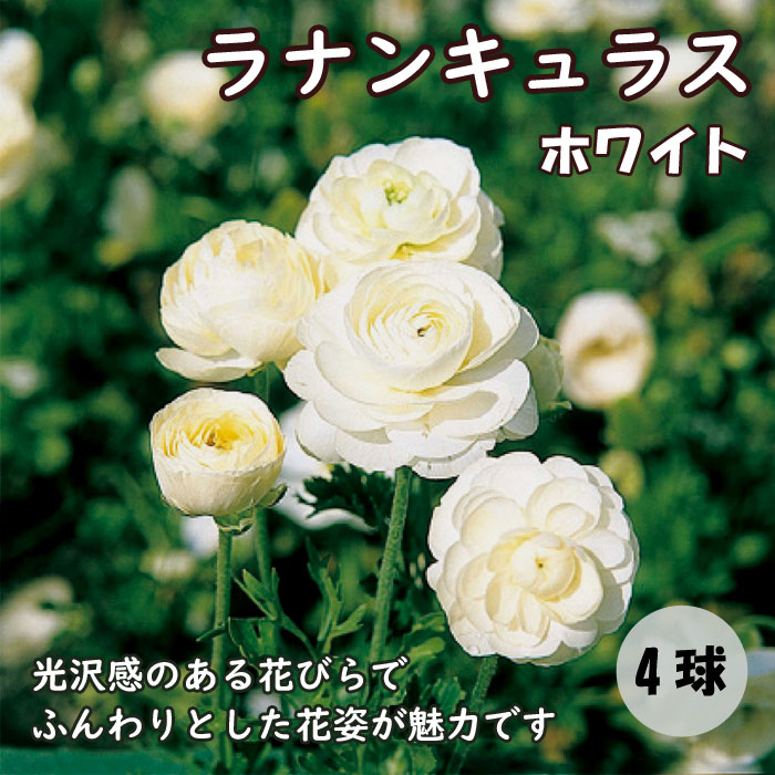 クリーム色 ラナンキュラス アートフラワー　34せたット クリーム色 ラナンキュラス アートフラワー 34せたット クリーム色