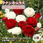 ��ʥ󥭥�饹 �庬 ��  ��åɡ��ۥ磻�� ��4�� ������ 2�� �󤻿��� �����ǥ˥� ��� ȭ���� �֤�����