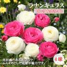 ��ʥ󥭥�饹 �庬 �� �ԥ󥯡��ۥ磻�� ��4�� ������ 2�� �󤻿��� �����ǥ˥� ��� ȭ���� �֤�����