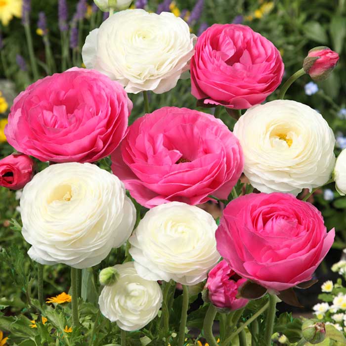 ラナンキュラス 球根 【 ピンク＆ホワイト 】4球 秋植え 2色 寄せ植え