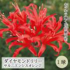 ͥ ˥󥷥  庬 1 ɥ꡼ ƿ 餭 ֤