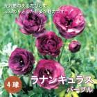 ��ʥ󥭥�饹 �庬 ��  �ѡ��ץ� ��4�� ������ �󤻿��� �����ǥ˥� ��� ȭ���� �֤�����