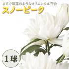 �������餭 ���ꥨ�󥿥��꡼ �� ���Ρ��ԡ��� �� �庬 1�� ������ �߿��� �� ɴ�� lily ��� ��꡼ �֤�����