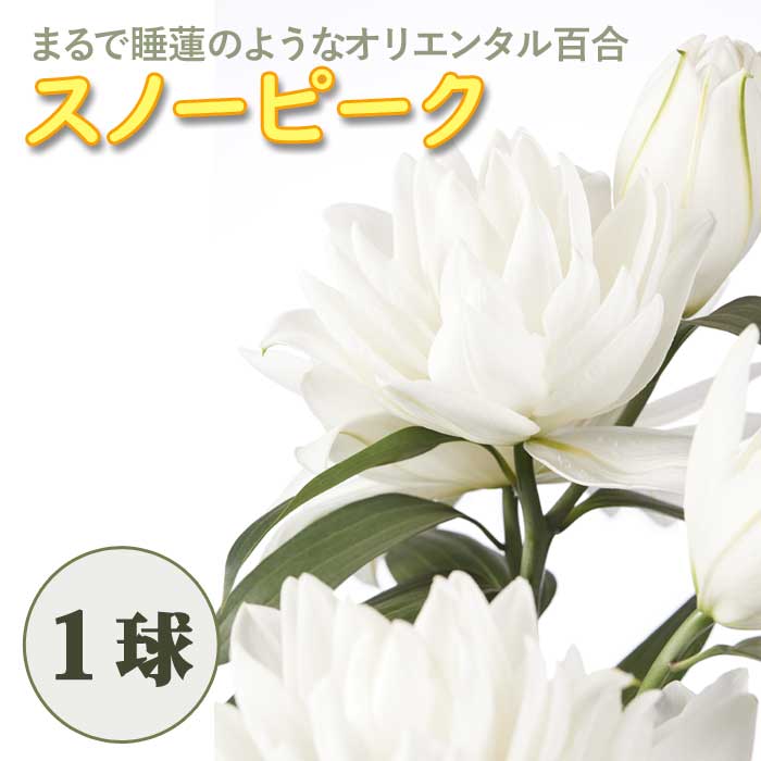 スイレン咲き オリエンタルリリー 【 スノーピーク 】 球根 1球 秋植え