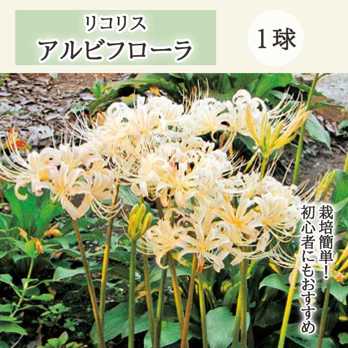 リコリス アルビフローラ 球根 1球 秋出葉型 白 ヒガンバナ 彼岸花